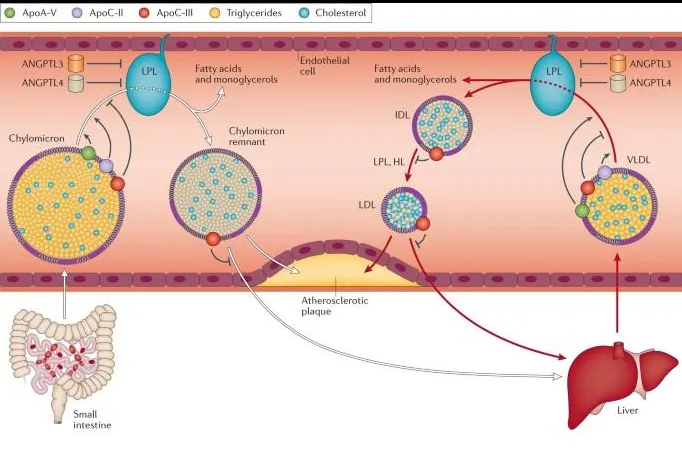 What is Familial Chylomicronemia Syndrome