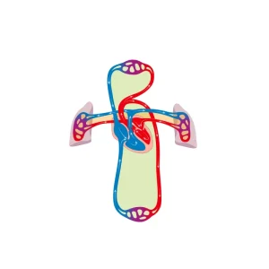Cardiovascular