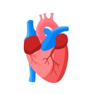 Heart & Circulatory Health