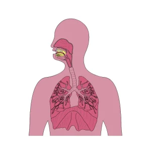 Respiratory Health