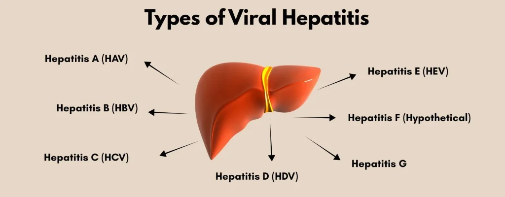 types of Viral Hepatitis