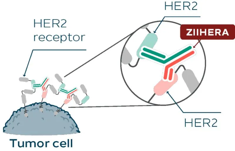 Ziihera Bispecific Antibody
