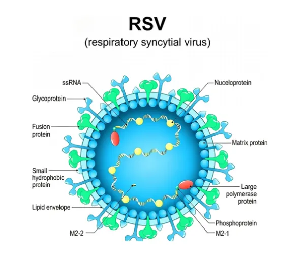 Respiratory syncytial virus (RSV)